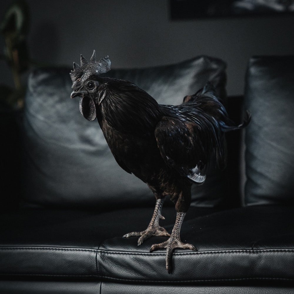 Rudi Rooster
